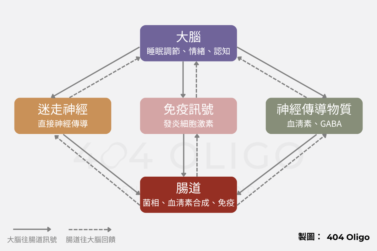 腦腸軸溝通路徑示意圖
