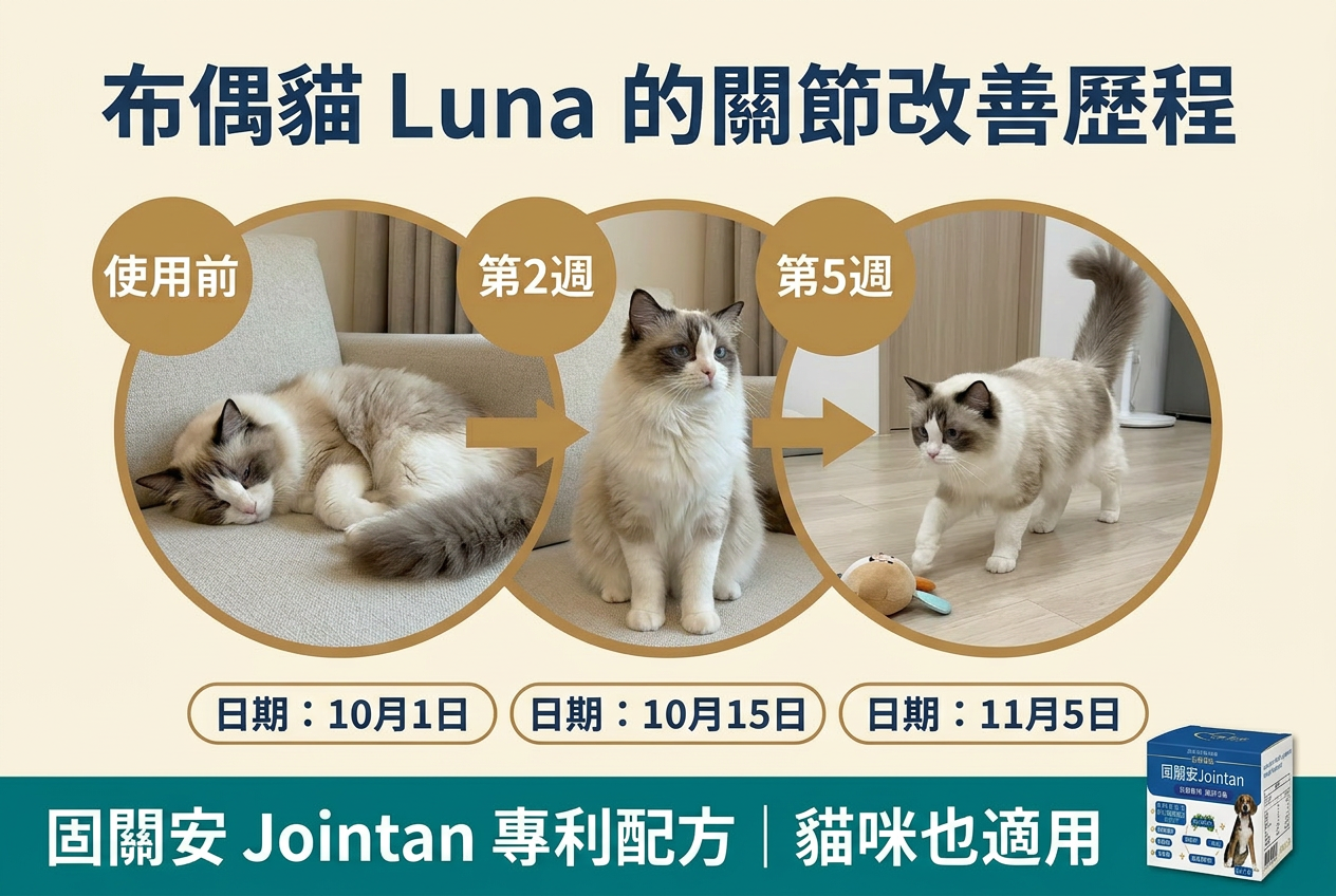 英短貓 Luna 關節改善歷程