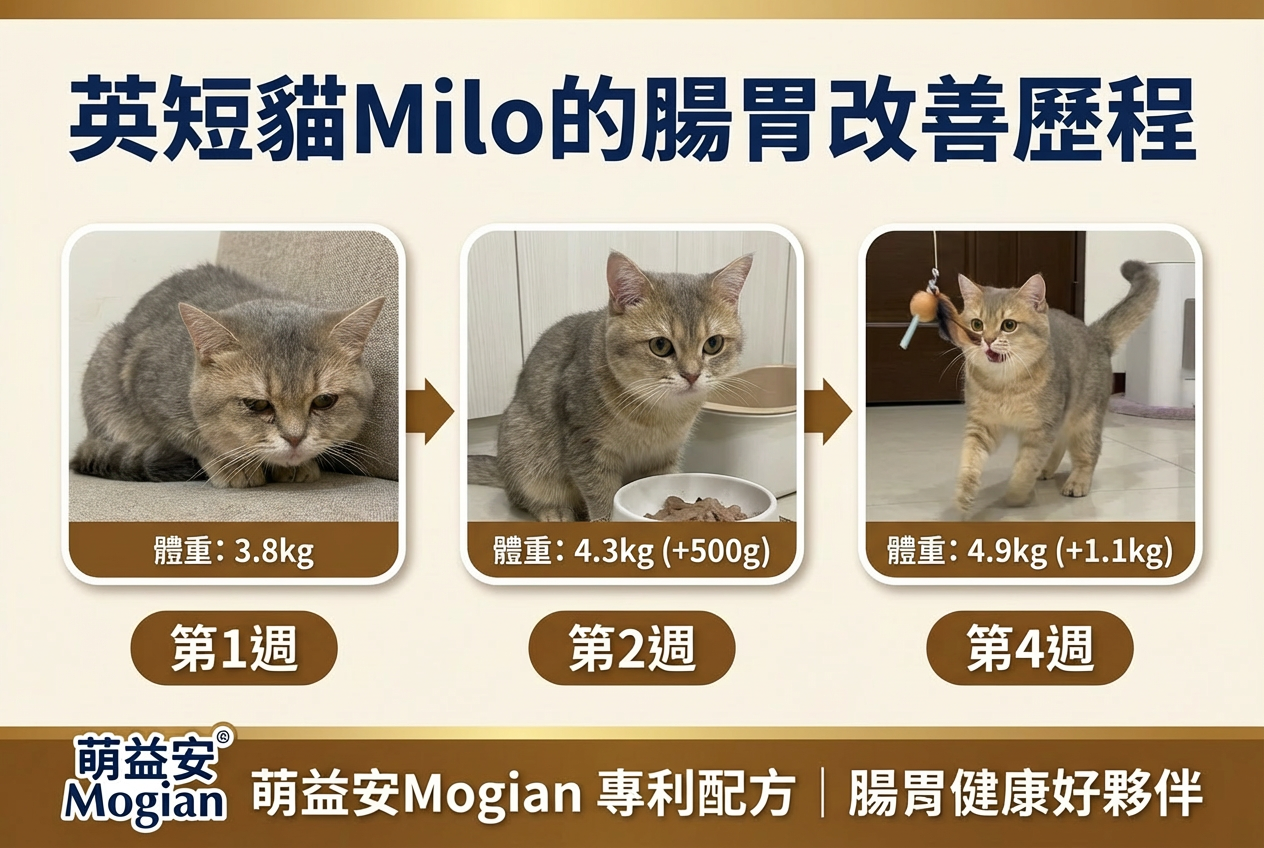 英短貓Milo的腸胃改善歷程