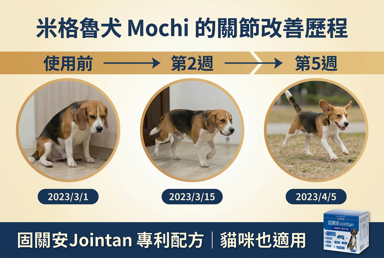 柯基犬 Hochi 關節改善歷程