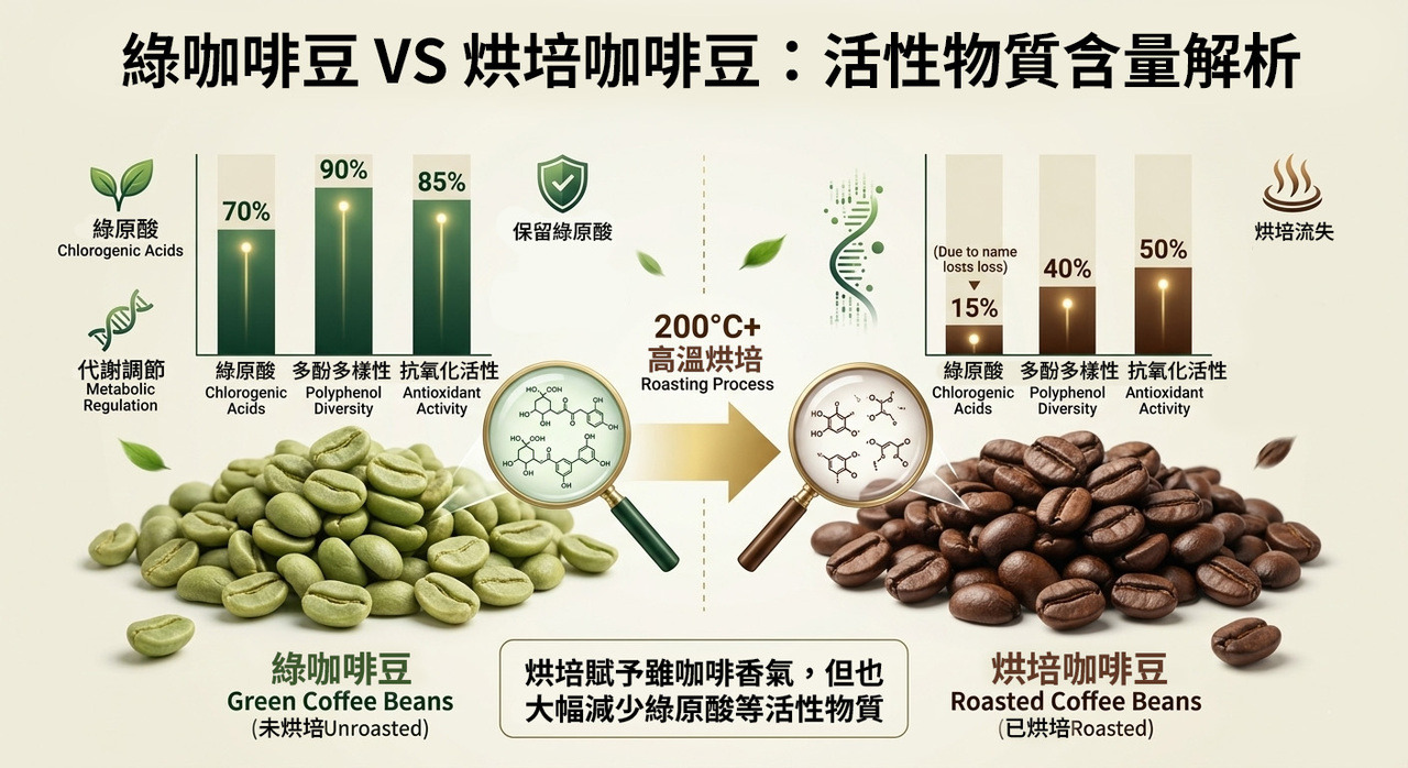 綠咖啡豆與烘焙豆的活性成分對比圖