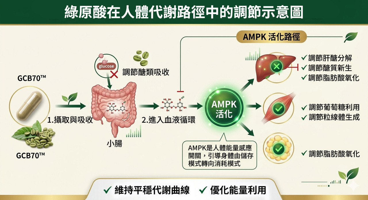 綠原酸在人體代謝路徑中的調節示意圖