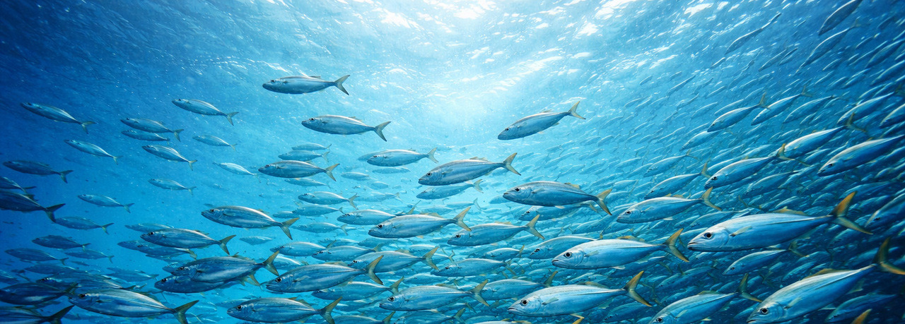 優質魚油來源:深海小型魚類