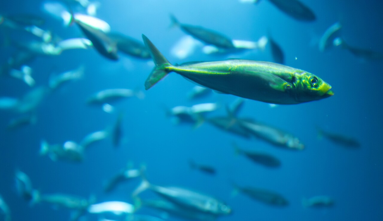 魚油來自於類中的油脂