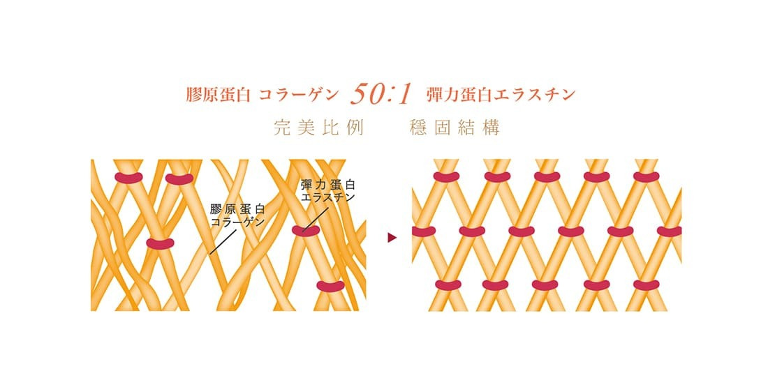 膠原蛋白示意