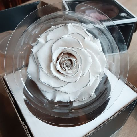 現貨 日本進口rose Amor 白色系鑲邊厄瓜多玫瑰永生薔薇玫瑰不凋花有香味1輪9 5cm Eucalyflorist