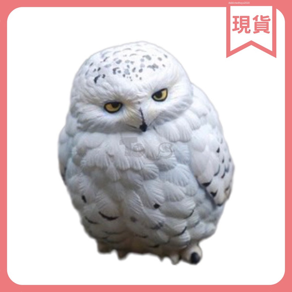 動物星球 心寬體胖 第十代 小鳥 系列明盒