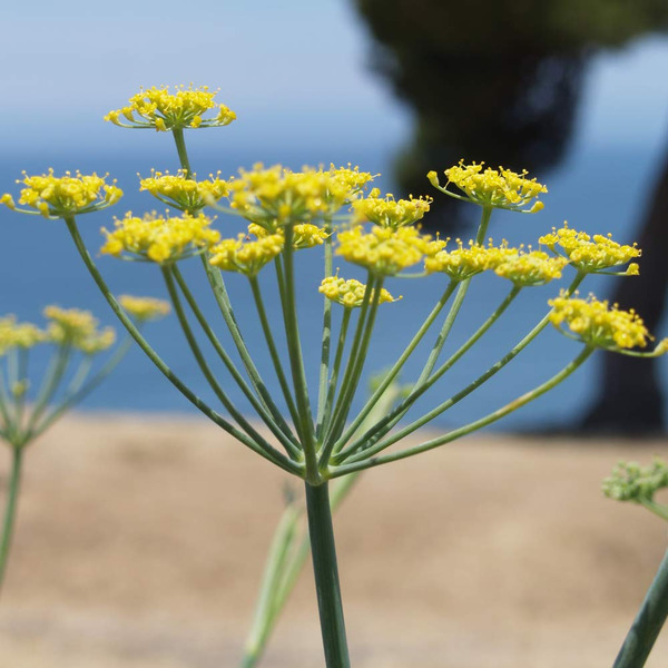 Fennel Sweet 甜茴香籽 根本芳療全球電商網dhyana Aromatherapy Global E Store