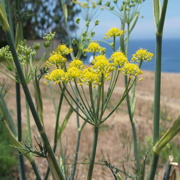 Fennel Sweet 甜茴香籽 根本芳療全球電商網dhyana Aromatherapy Global E Store