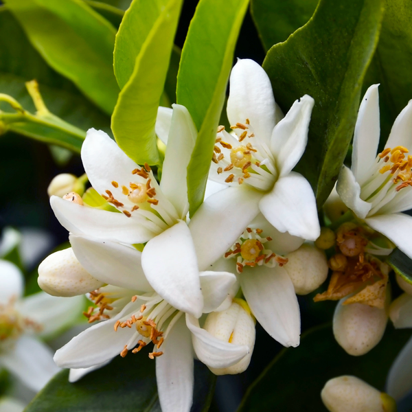 特級塞維利亞橙花 原精neroli Seville Extra Abs 根本芳療全球電商網dhyana Aromatherapy Global E Store