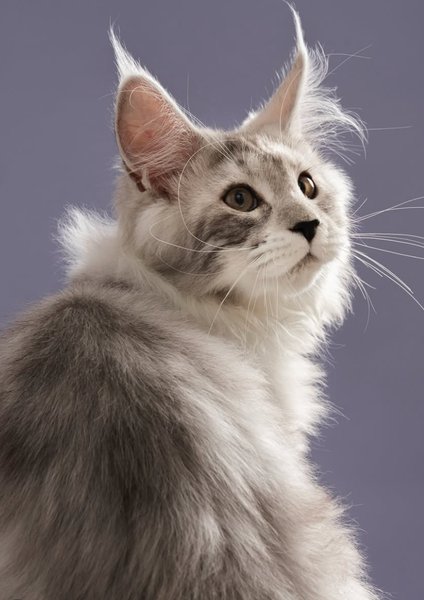 Rex Specs 灰色XS+粉鏡片