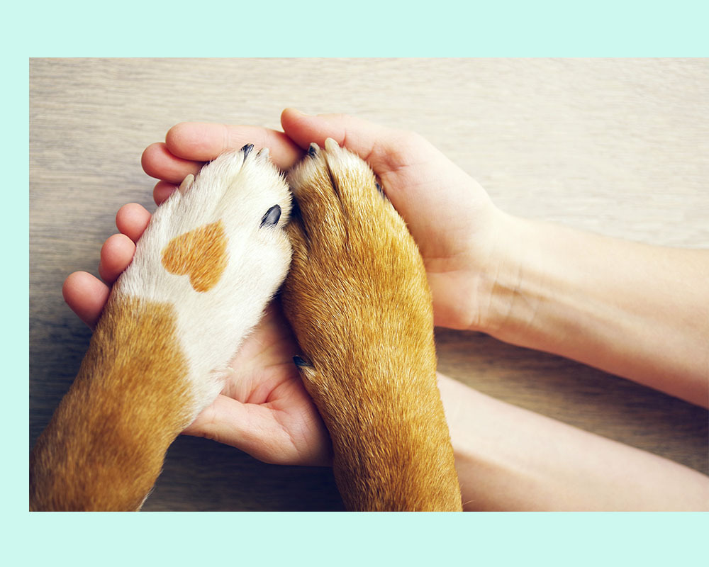 堅持給毛寶貝最好的