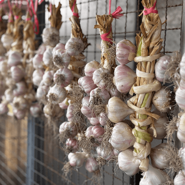 [預購中](4月採收) - (乾) 黃金無毒蒜頭(綁瓣子) 10粒大顆