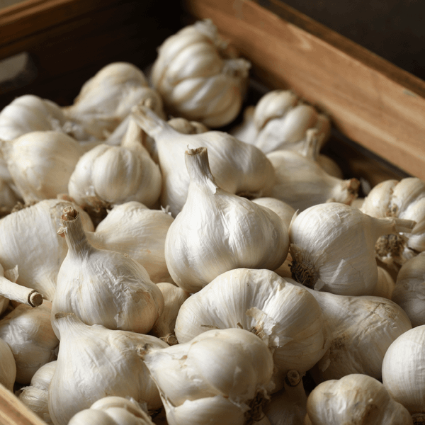 [已過季 等明年啦] (乾) 晃晃無毒蒜頭 1斤裝