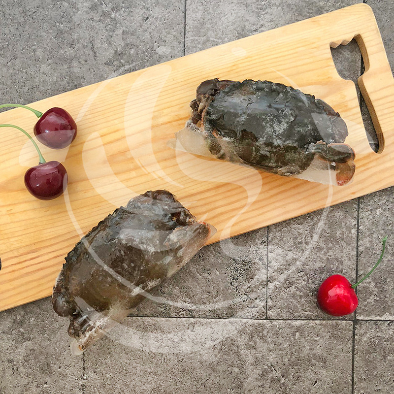 中川鷺脚　蟹細工　盃 Paraleptuca crassipes (White, 1847) | 臺灣生命大百科