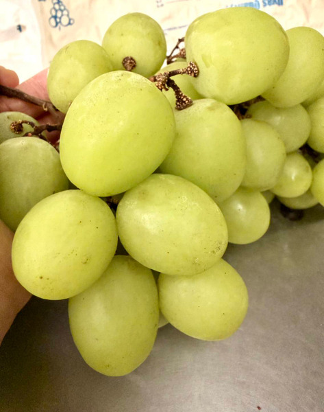 【精緻進口果物】秘魯陽光產區 頂級 Autumn Crisp 秋脆葡萄