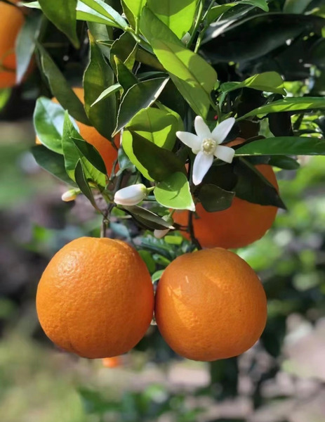 【精緻進口果物】美國臍橙｜20顆裝鮮甜直送