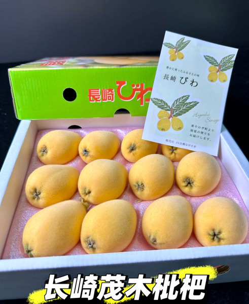 【精緻進口果物】日本長崎茂木枇杷
