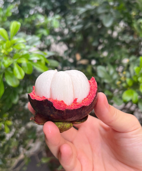 【精緻進口果物】泰國｜Siam Fresh｜現摘山竹｜四盒裝（一盒500g‧6-7顆）