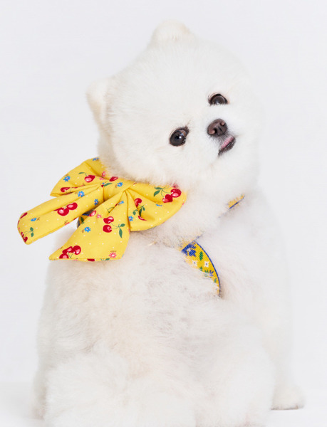 🇰🇷 The Wagging Blue｜Canary Yellow｜可扣式蝴蝶結