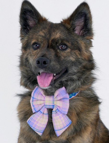 🇰🇷 The Wagging Blue｜Lilac Blossom｜可扣式蝴蝶結