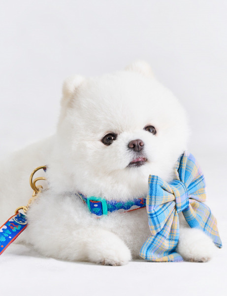 🇰🇷 The Wagging Blue｜Cotton Blossom｜可扣式蝴蝶結