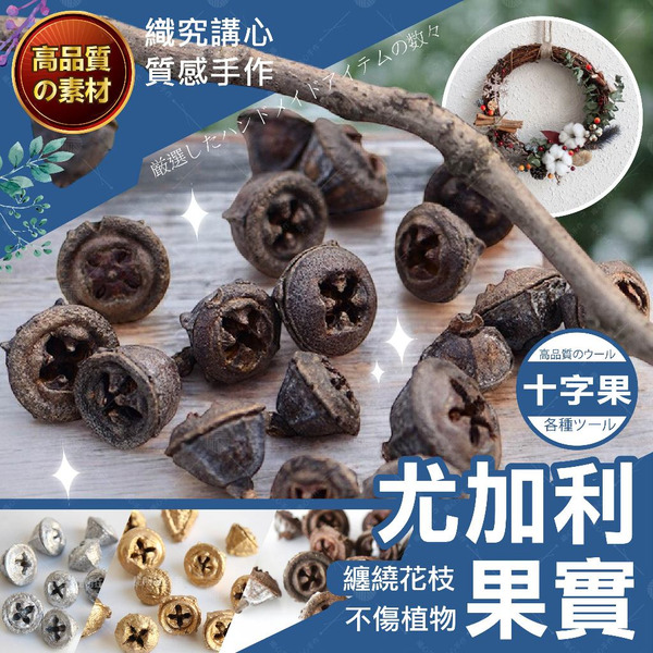 【隔日送達🚀】尤加利十字果 果實 不凋果實 藤圈製作 尤加利果 乾燥花 乾燥花材料包 乾燥果實 天然果實 拍照道具 材料