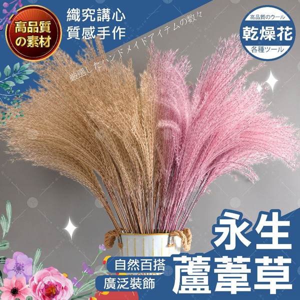 【隔日送達🚀】永生蘆葦草 乾燥花 不凋花 永生花 居家佈置 手作花材 乾燥花材仿真花 捧花迷你花材 手帳裝飾