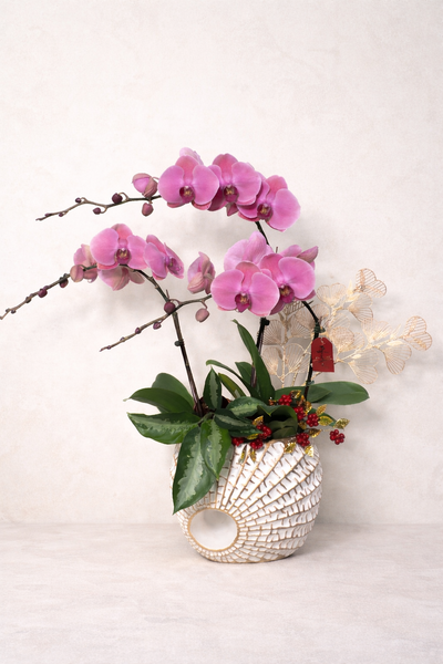 🌸《瑞曜蘭序・柔瑞》