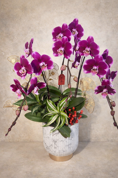 🌸《瑞曜蘭序・盛曜》