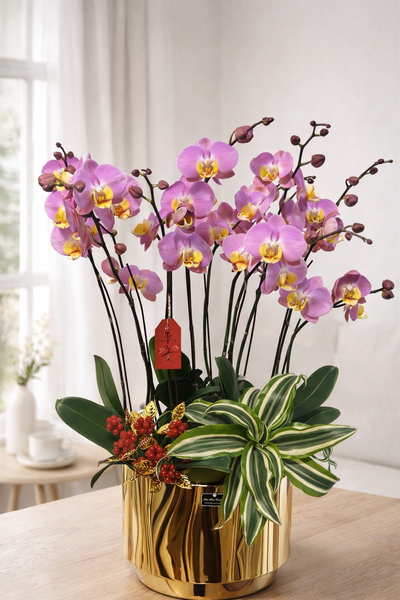 🌸《瑞曜蘭序・金瑞》