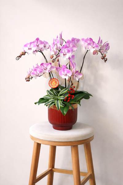 🌸《瑞曜蘭序・喜瑞》