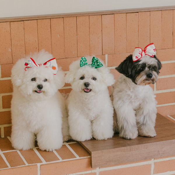 Scamper｜髮帶🎀