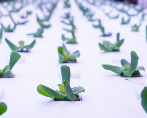 誠毅鮮物燕巢植物工廠播種育苗