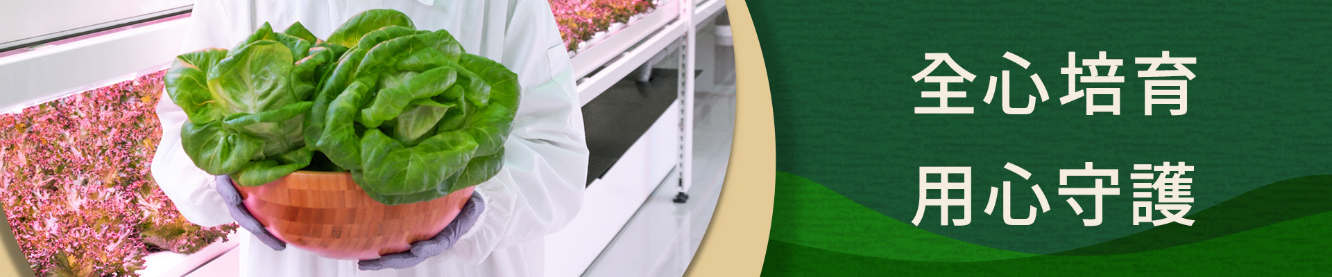 誠毅鮮物,無毒水耕,波士頓奶油萵苣,植物工廠,燕巢植物工廠,安心萵苣