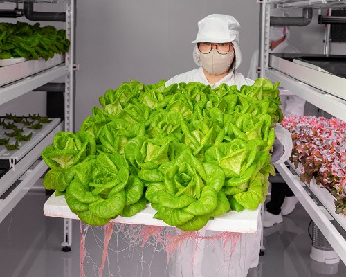 誠毅鮮物燕巢植物工廠採收收成