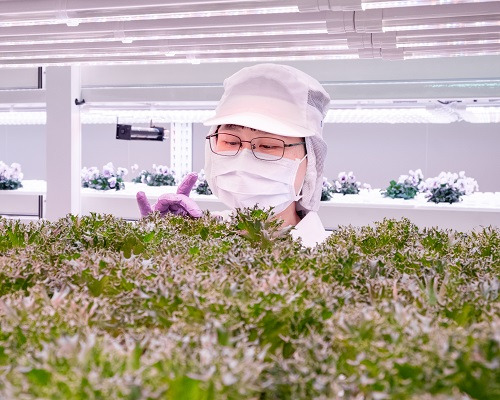 誠毅鮮物燕巢植物工廠定值移植