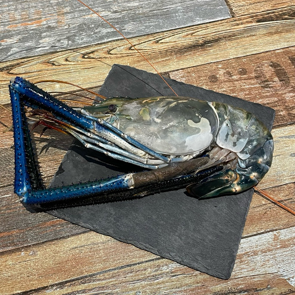 野生超大爆膏泰國蝦/淡水長臂大蝦/斯里蘭卡