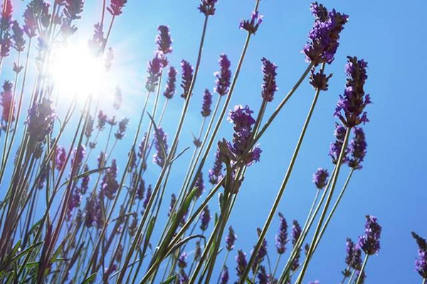【好好找油】真正薰衣草