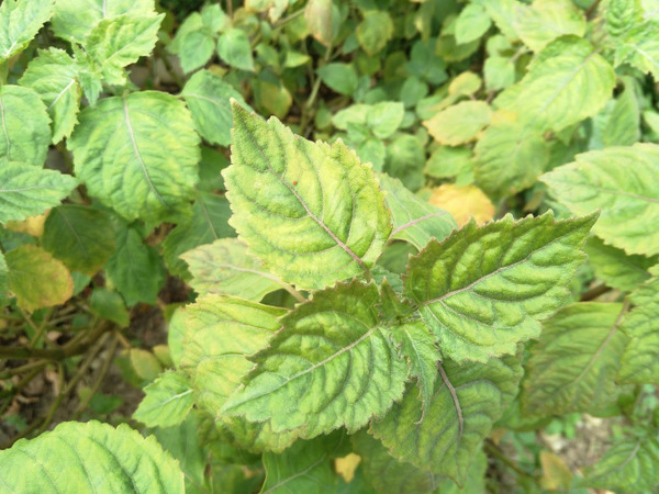 【好好找油】廣藿香精油