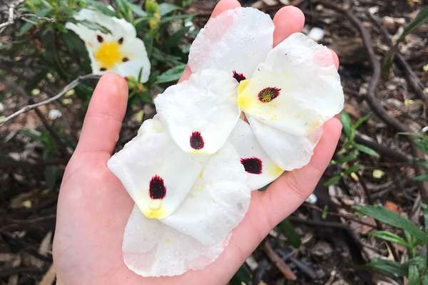 【好好找油】野生岩玫瑰純精油-5ml