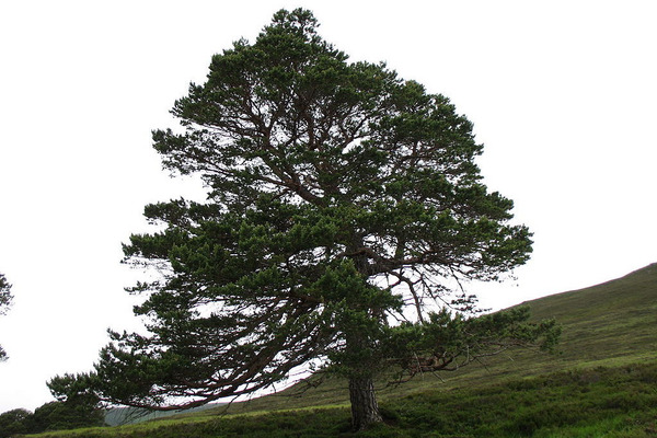 【好好找油】歐洲赤松精油