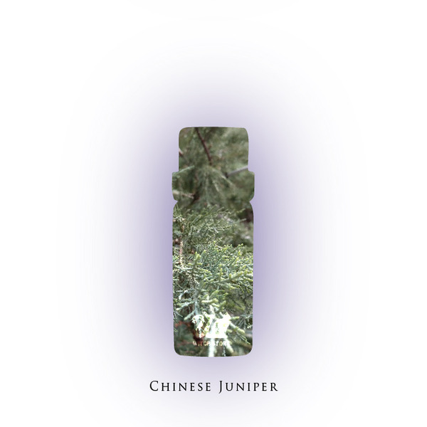 【魔女柑仔店】銀柏葉精油(4g)