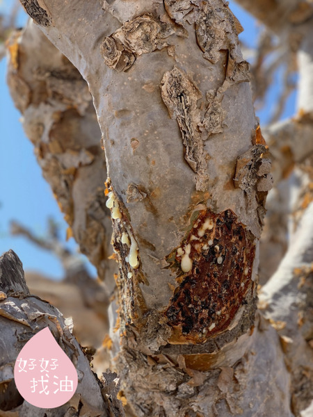 神聖乳香精油（不鏽鋼鍋蒸餾）-透明/黃-5ml