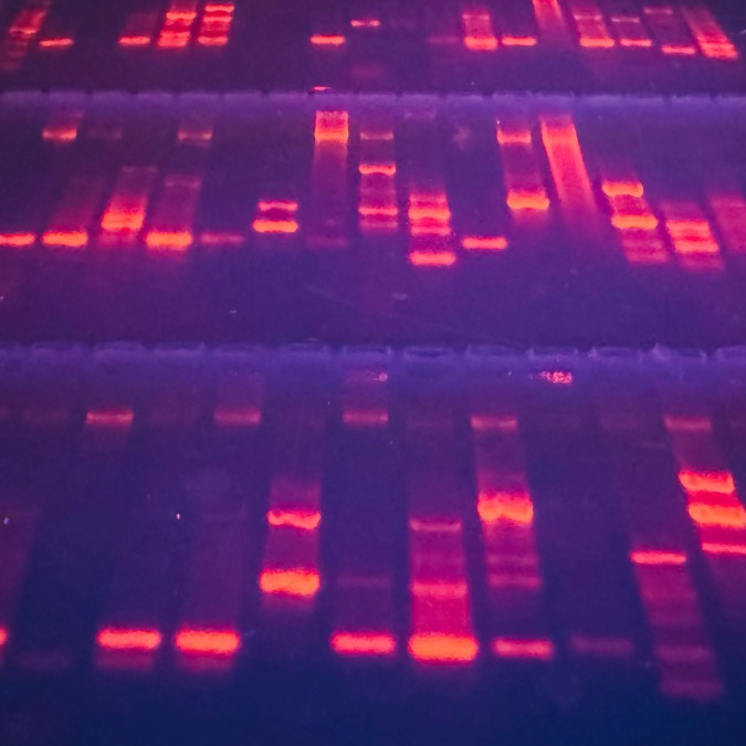Biomedical imaging is an application for KUPO Optics Filters