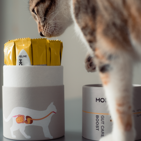 MONSTER BOOST GUT CARE-貓腸胃保健