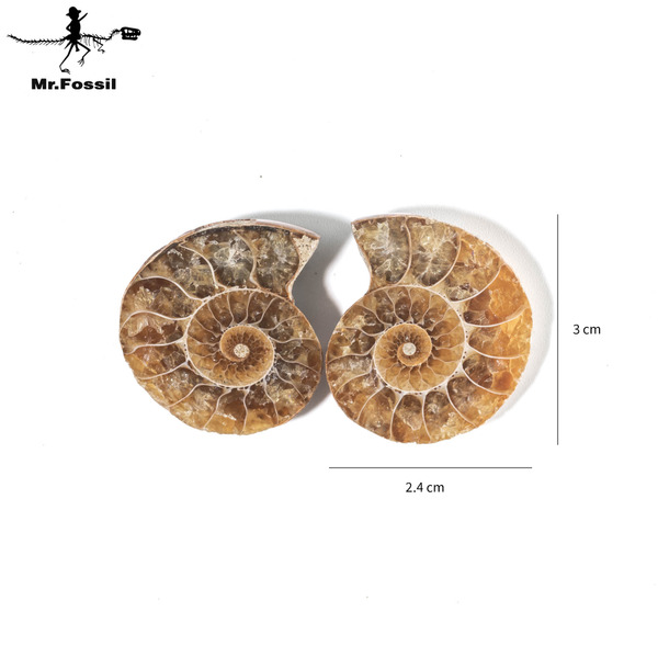帶菊石對切#8 mrfossil化石先生