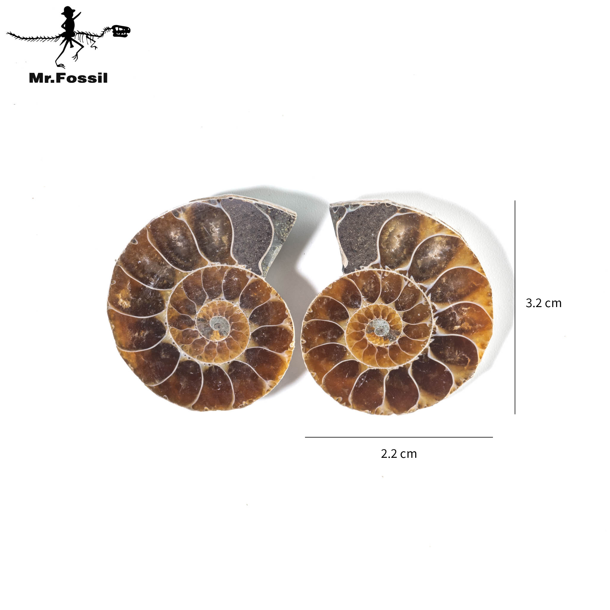 帶菊石對切#6 mrfossil化石先生