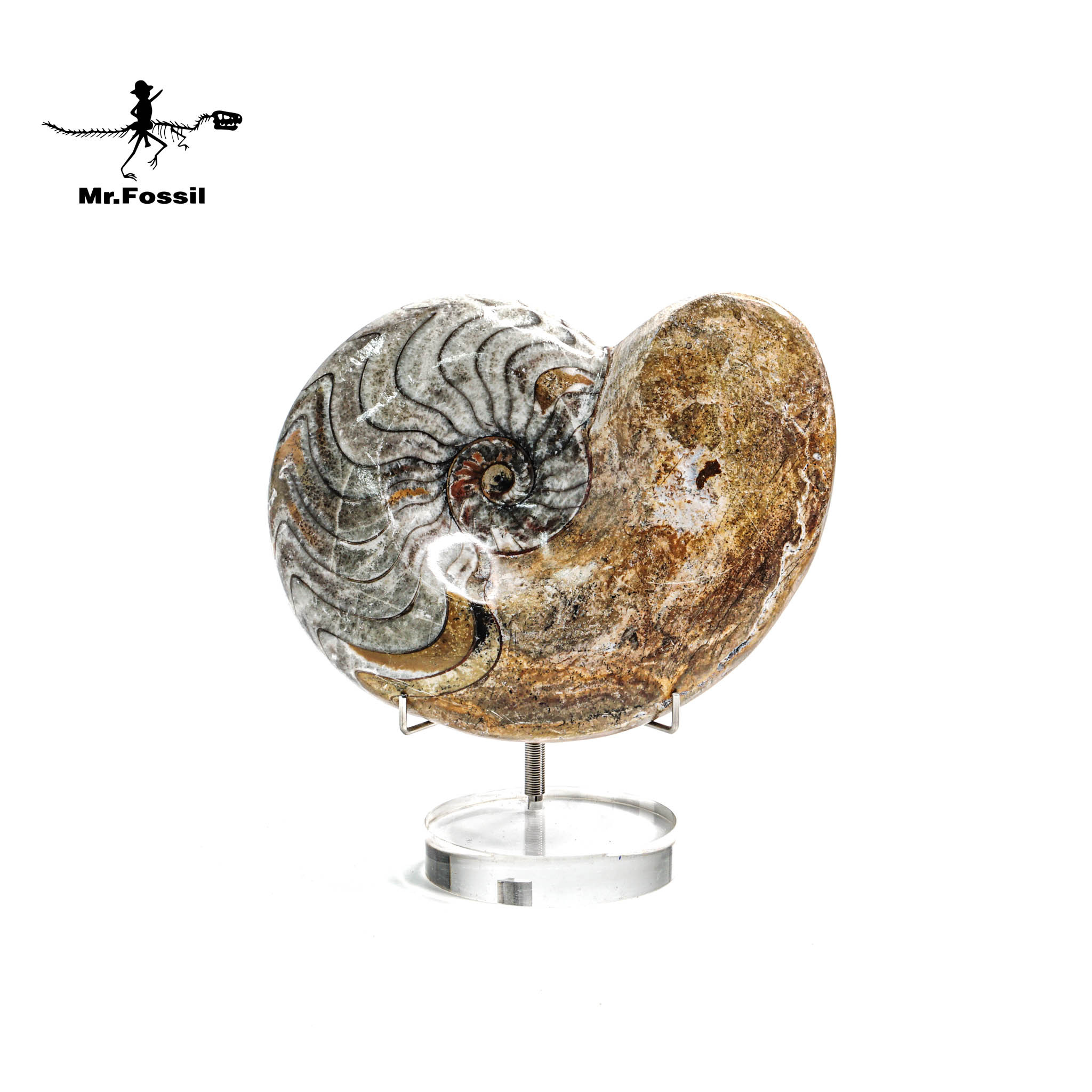 尖稜菊石(拋光)#6 mrfossil化石先生