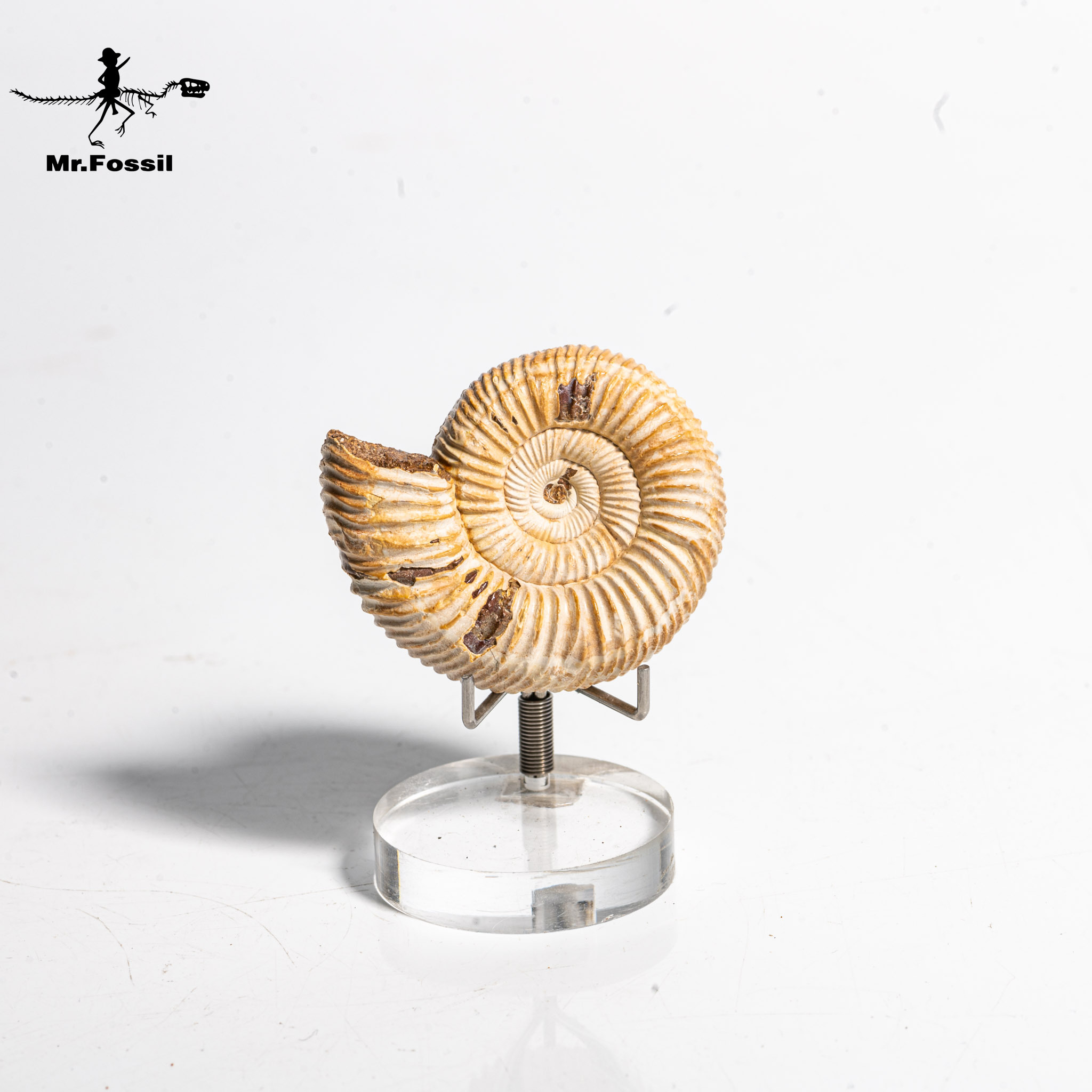 旋菊石(開窗)#12 mrfossil化石先生